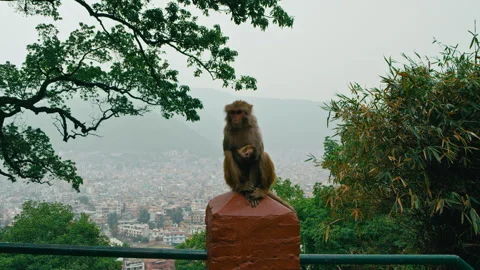 Monkey sitting on wall overlooking cityscape in early morning light Stock Footage 321595948