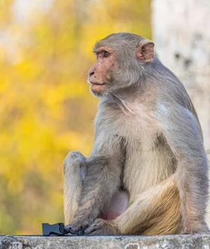 Monkey sitting on a wall 写真素材