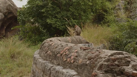 Monkey sitting on a wall of a ruined fort Stock Footage 169675393