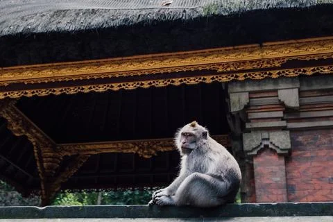 A monkey sitting on a wall of a temple Stock Photos