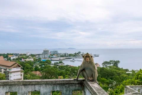 A monkey sitting on a wall with a view of the sea and sky behind Khao Sam Muk Stock Photos