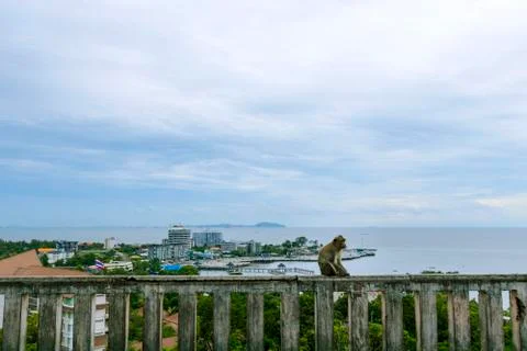 A monkey sitting on a wall with a view of the sea and sky behind Khao Sam Muk Stock Photos