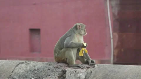 Monkey Sitting on Wall in Vrindavan Eating Banana Stock Footage 321025487