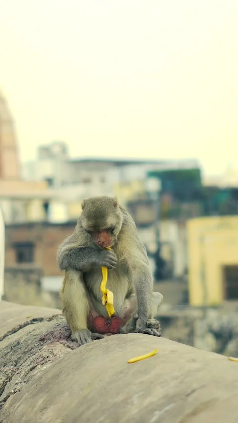 Monkey Sitting on Wall in Vrindavan Stock Footage 321025495