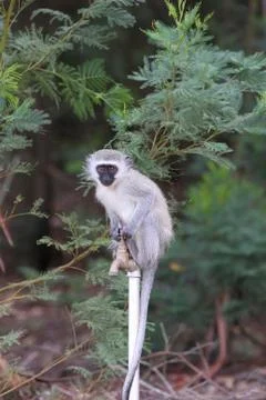 Monkey sitting on a water tap Stock Photos