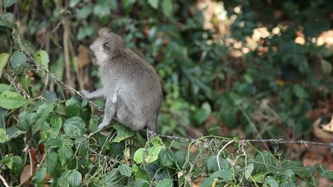 Monkey sitting on wire covered with leaves Stock Footage 104417671