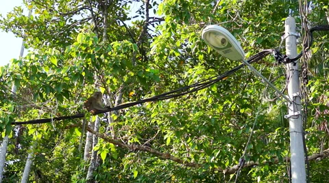 Monkey sitting on wire. Stock Footage 41297569