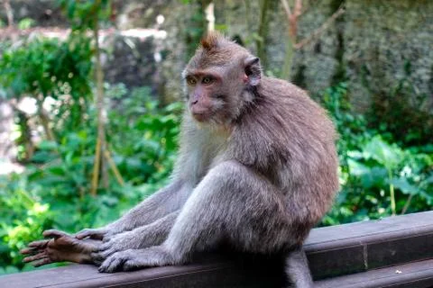 Monkey sitting on wodden railing in monkey forest of Ubud, Bali Island, Februray Foto stock