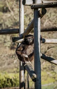 Monkey Sitting on Wooden Post Stock Photos