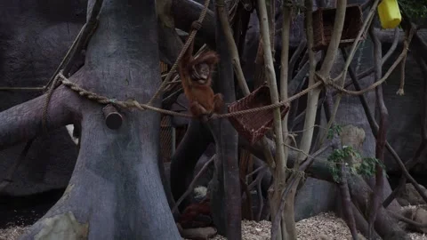 A monkey is sitting in the zoo Stock Footage 288014576