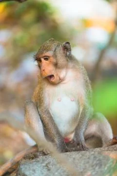 Monkey sittng looking down Stock Photos