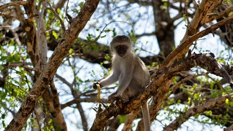A monkey is situated in a tree while holding food and basking in the warm Stock Photos