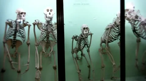 Monkey skeleton in display case Video stock 10834899