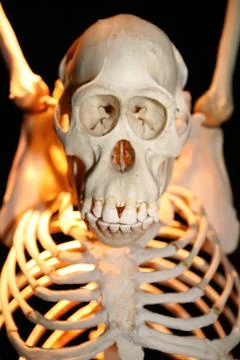 Monkey skeleton Stock Photos