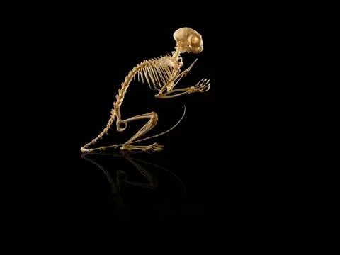 Monkey skeleton Stock Photos