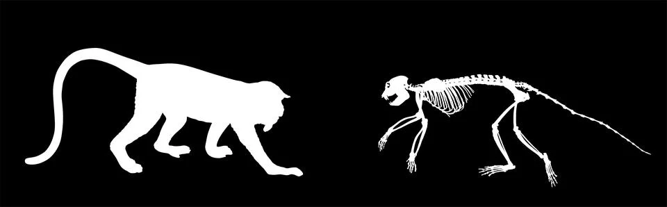 Monkey skeleton vector silhouette illustration isolated Stock Illustration