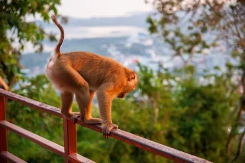 A Monkey Skilfully Balancing on a Railing While Overlooking a Beautiful Scenic Stock Photos