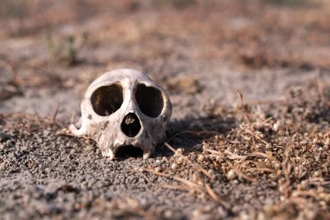 The monkey skull in Agra Foto stock