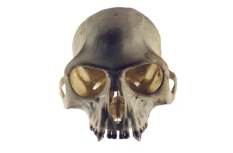 Monkey skull front view on white background Stock Photos