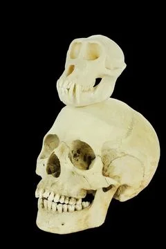 Monkey skull with human skull isolated on black background Stock Photos