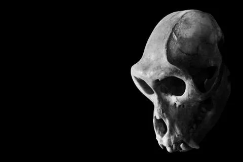 Monkey Skull isolated on black Stock-Fotos