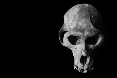 Monkey Skull isolated on black 스톡 사진