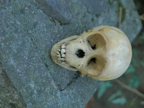 Monkey skull Stock Photos