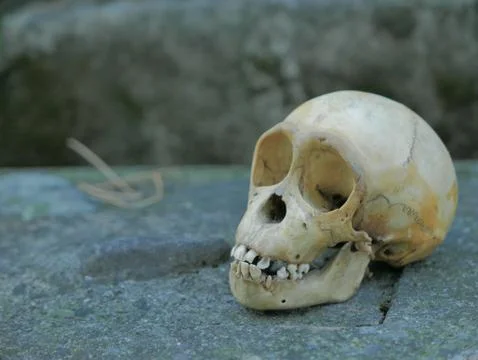 Monkey skull Stock Photos