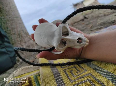 Monkey Skull 스톡 사진