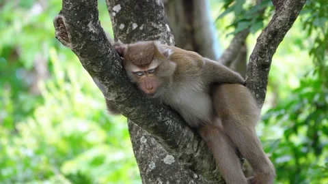 A monkey sleep at the mangrove tree branch  Stock Footage 156813766