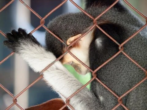 Monkey sleep Stock Photos