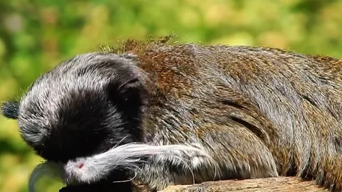Monkey Sleeping on Branch Stock Footage 323142595