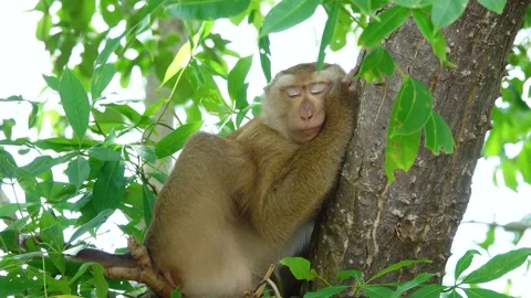 Monkey Sleeping on a branch. In tropical rain-forest Stock Footage 156813380
