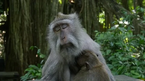 Monkey sleeping in forest Video stock 130865485