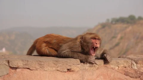 Monkey sleeping haugting and removing parasites Stock Footage 78492590