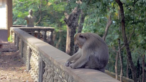 Monkey sleeping the head down between the knees while sitting on a stone railing Stock Footage 87693655