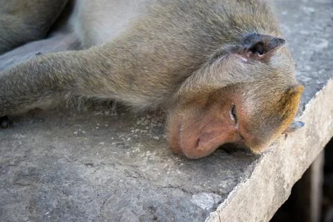 Monkey sleeping Stock Photos