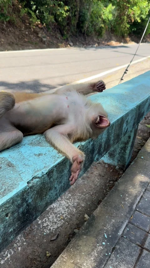Monkey sleeping on a street barrier Stock Footage 303293405
