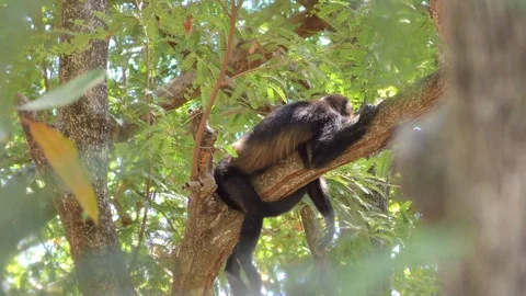Monkey Sleeping On A Tree 2 Stock Footage 107609213