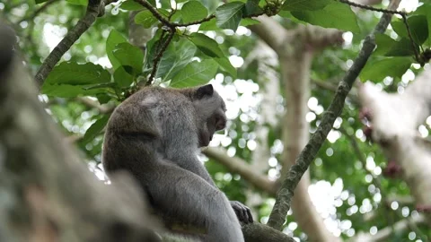 Monkey sleeping in a tree 47 Stock Footage 260181021