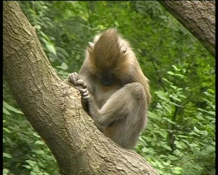 Monkey sleeping on a tree Stock Footage 86738