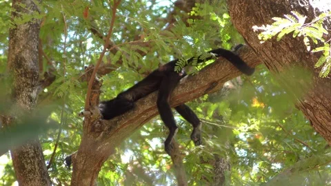 Monkey Sleeping On A Tree Stock Footage 107609208