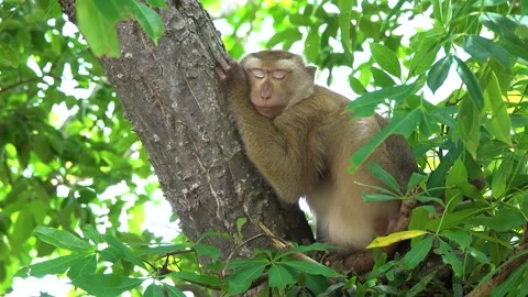 Monkey sleeping on the tree. Stock Footage 156813218