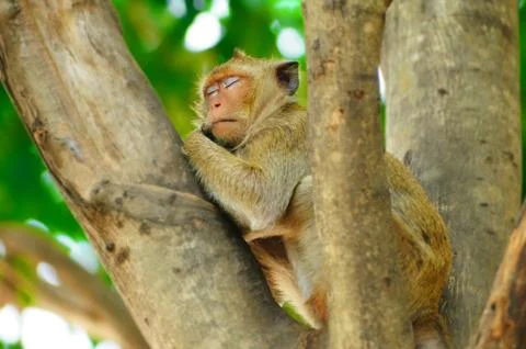 Monkey is sleeping on the tree, fun Stock Photos
