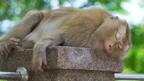  Monkey sleeping on the walls Stock Footage 156817196