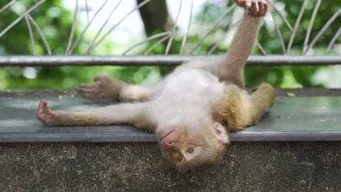 Monkey Sleeping on the walls from Thailand. Stock Footage 156816516