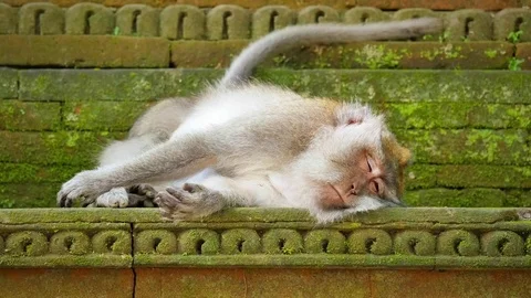 Monkey sleeps in Bali temple area. Sacred hindu forest in Ubud, Indonesia Stock Footage 73545813