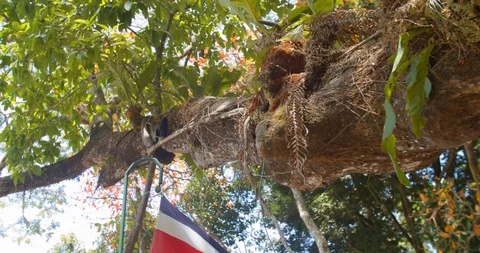 Monkey slides down a branch by a Costa Rican flag Stock Footage 108602059