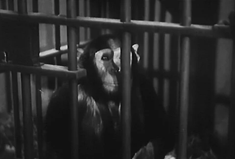 Monkey slipping its head through bars of cage in science lab, 1950s Stock Footage 95346960