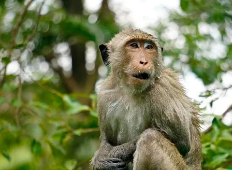 The monkey smiles. Close-up. Stock Photos